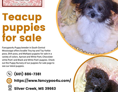 Tiny Treasures: Teacup Puppies for Sale at Fancypoo4u