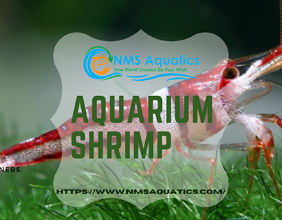 Aquarium shrimp