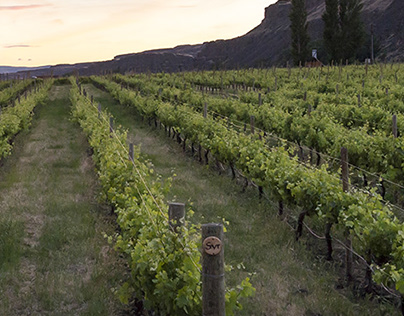An Overview of the Washington Wine Industry