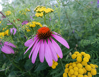 The Beauty of Echinacea in 2023