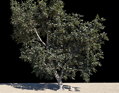 3D tree model and animation with different lighting