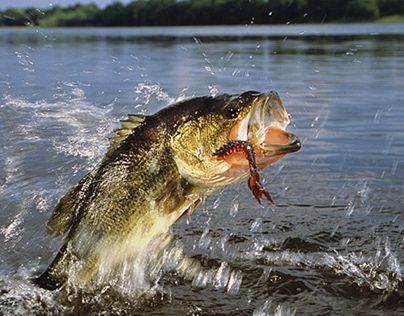 When and Where to Find Largemouth Bass in New Jersey
