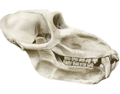 Cráneo de Mandril (ilustración digital)