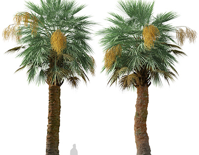 Set of Guadalupe palm Tree ( Brahea edulis ) (2 Trees)