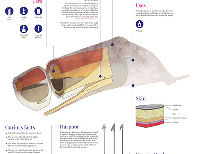 Infografia - Cachalotes (sperm whale)