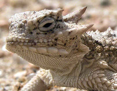 Dixon Horned Toad