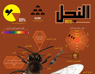Bees Educational Poster