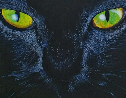 Black cat - 2015