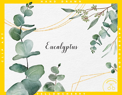 Eucalyptus watercolor illustration