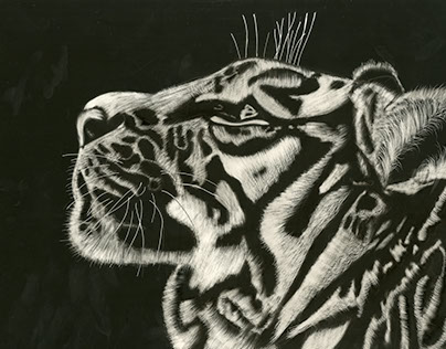 Scratchboard: Tiger