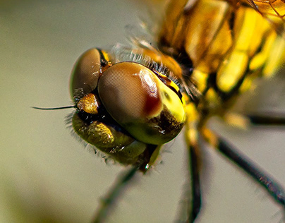 House of Dragonfly: The Macro Golden Dragonfly