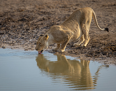 Thirsty lioness.