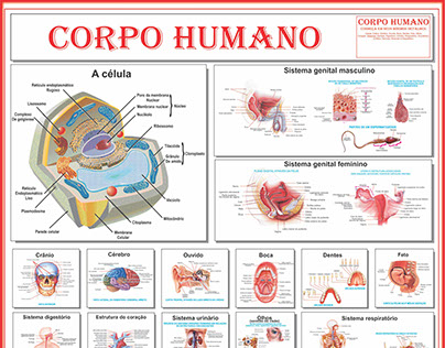 Banner - Corpo Humano