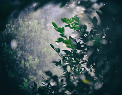 Листья ☘ под дождём ☔