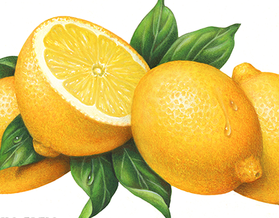 Thirty Years of Lemon, Lime & Grapefruit Illustrations