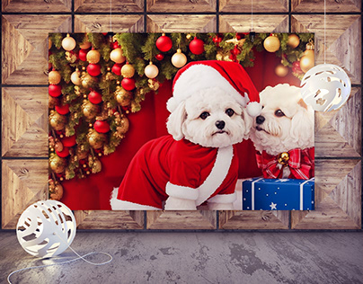 Bichon Frise with Christmas Dress and gift box