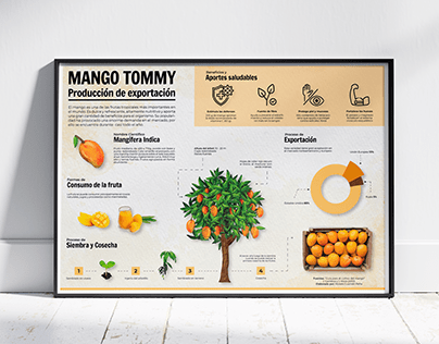 Infografía Educativa "Mango Tommy"