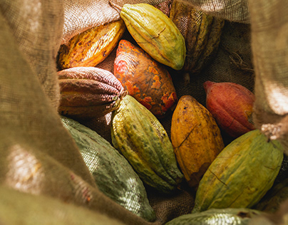 CACAO | Chocolates Canoabo