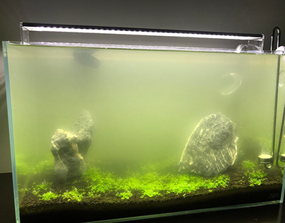 Know why Does Your Fish Tank Get Cloudy Sometimes?