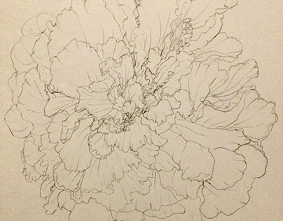 flower sketch White Camellia