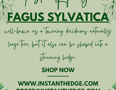Fagus Sylvatica- Hedge for Busy Gardeners