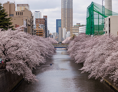 Cherry blossoms in full bloom on the Meguro River