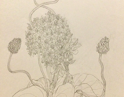 flower  sketch Allium karataviense & Agapanthus praecox