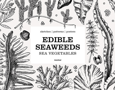 Edible Seaweed Sketches. Hand-drawn Vector illustration