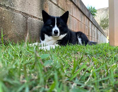 Pomsky , brazil , Brasil