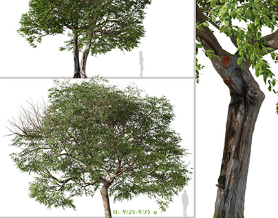 Set of Quercus ilex Tree ( Holly oak ) (2 Trees)