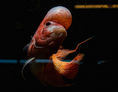Aquarium Photoshoot