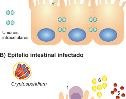 Intestinal cell