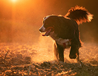 Masza - a 4-year-old Bernese mountain dog