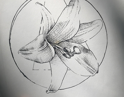 White Lily Sketch, 5”x5”
