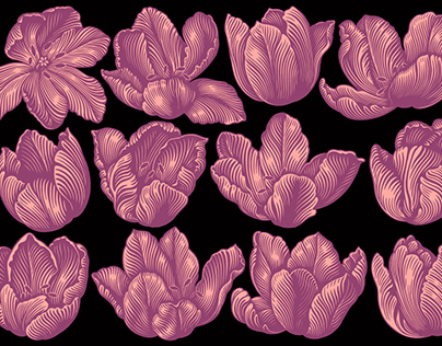 Tulips. Vector illustration