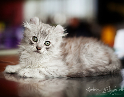 Event Photography (2012) | International Cat Show (WCF)