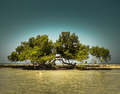The Mangrove Tree in Marsa Alam