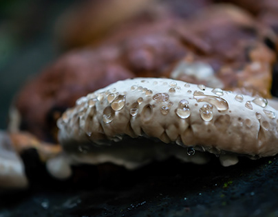 Mushrooms and fungi.