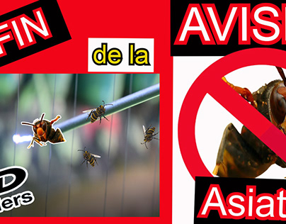 Asian hornet exterminator