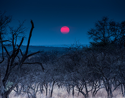 Serengeti Sun, an ode to the African light