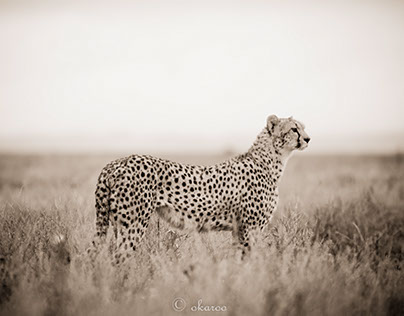 February/March in South Serengeti, KUSINI