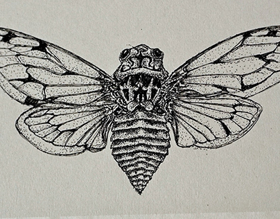 Sketch of a Cicada