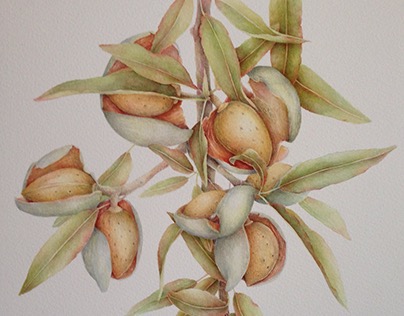 Almonds... Watercolor 50x70 cm.