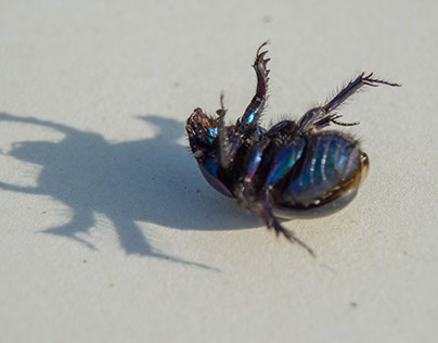 Beetle || besouro