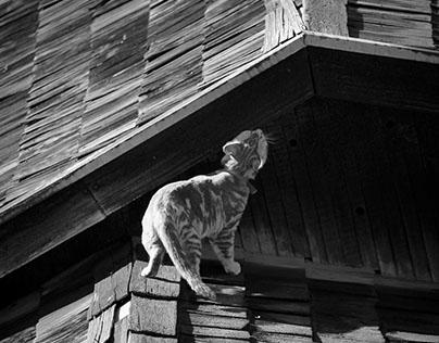 Kitty on the Rooftop