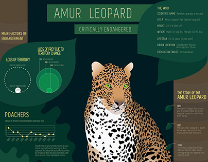 Amur Leopard Endangerment Infographic