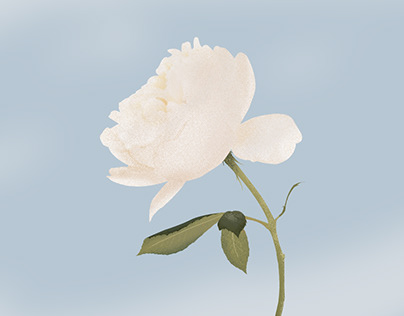 White rose illustration