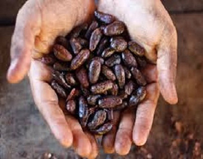 Cocoa Extractive Market Report