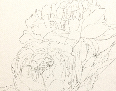 flower sketch peony flower & Rose