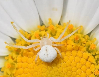 9 Types Of White Spiders (with Pictures) – Guide